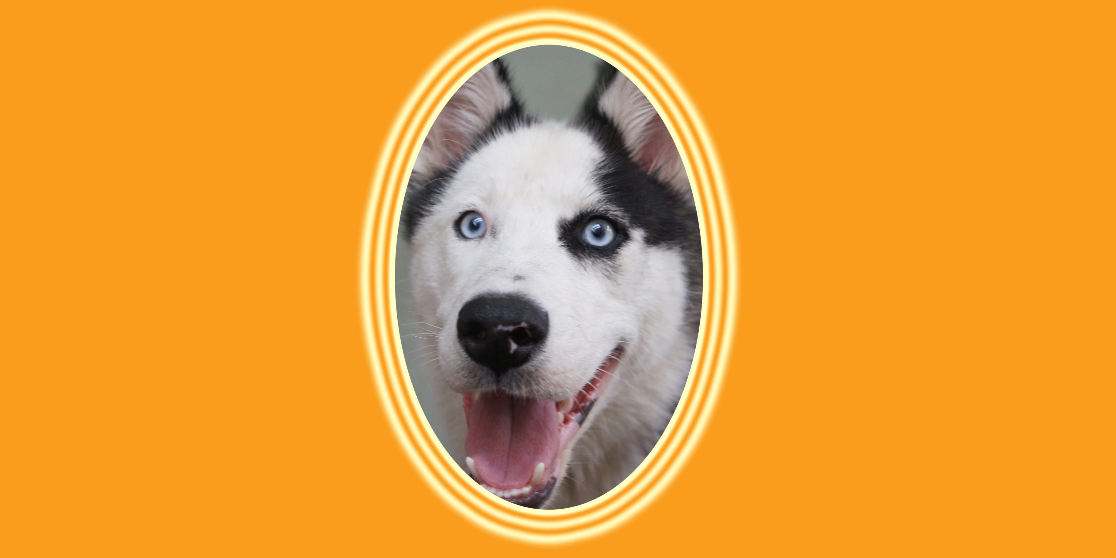 Happy husky with heterochromia in frame