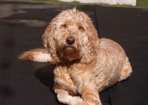 gracie-j-e1377212093373