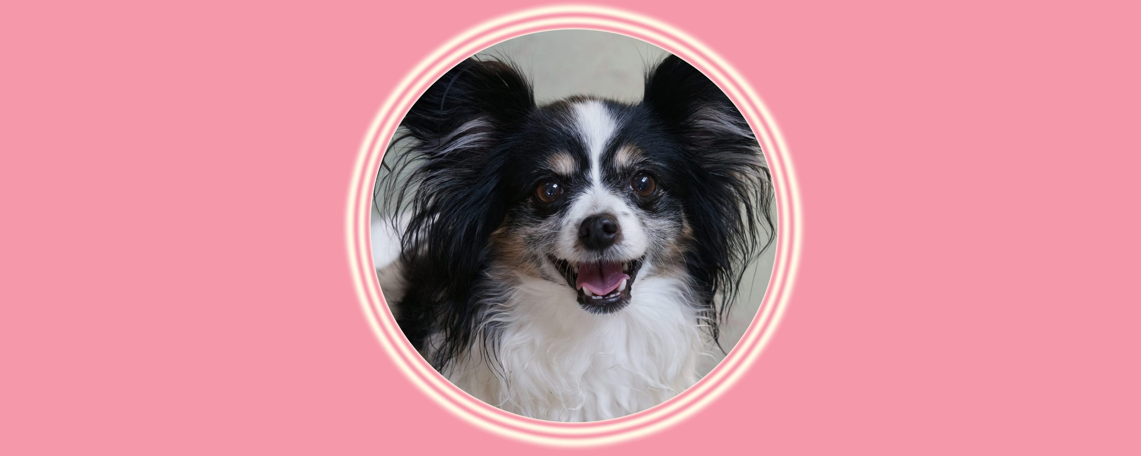Happy dog portrait in circular frame