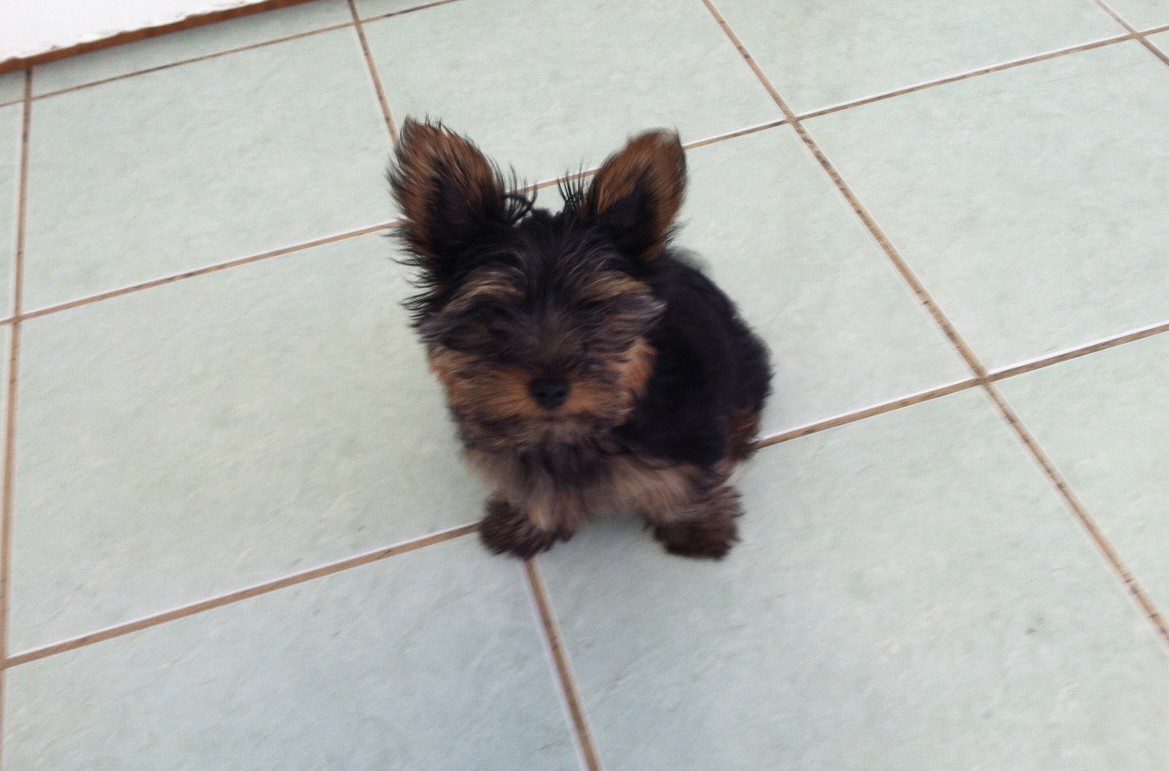 gunther-e1366730093192