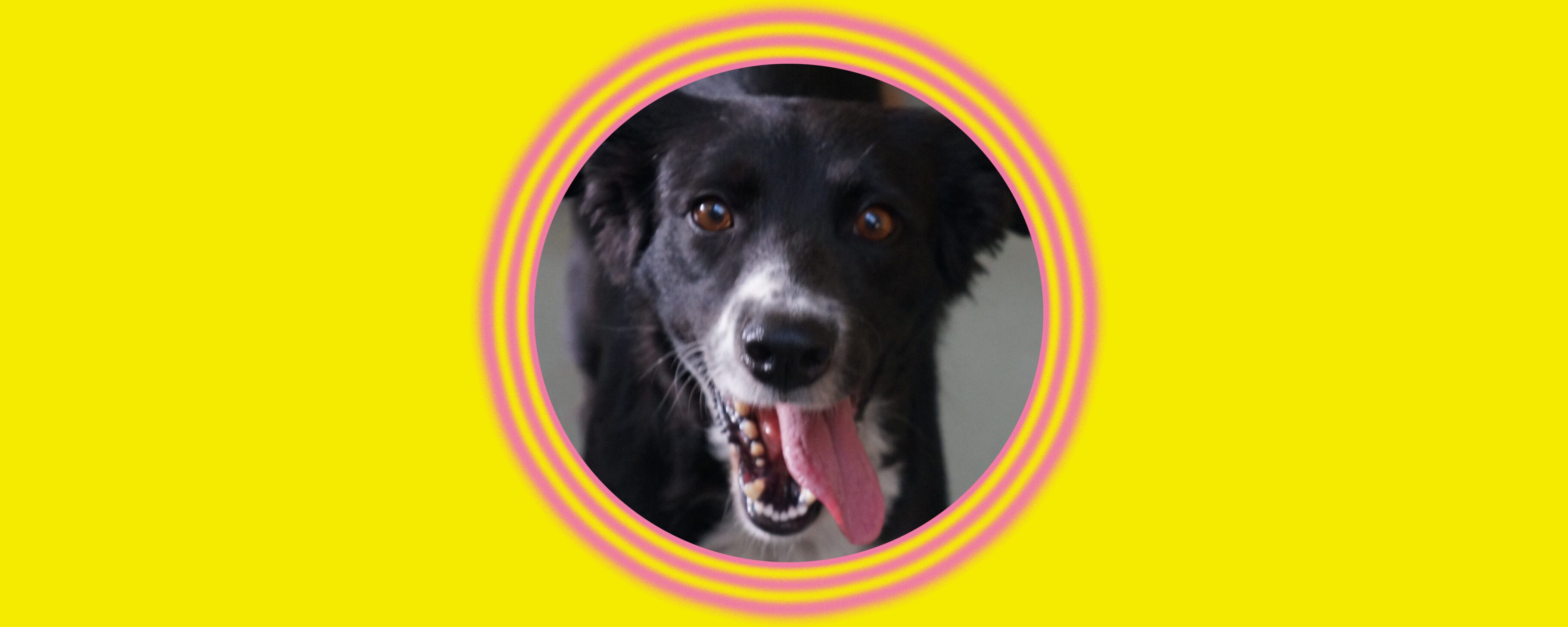 Playful dog portrait with pink circles
