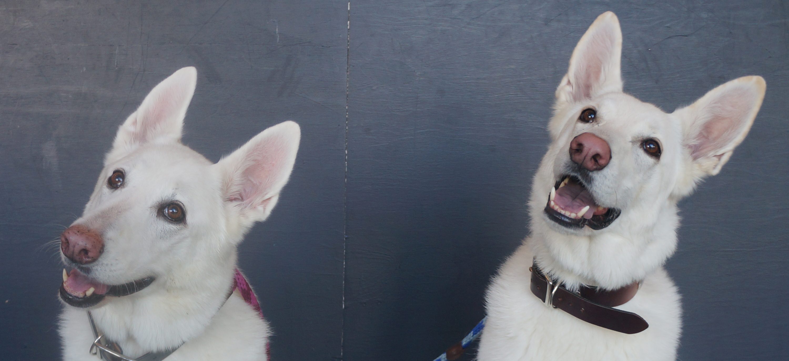 Happy white dogs against dark background