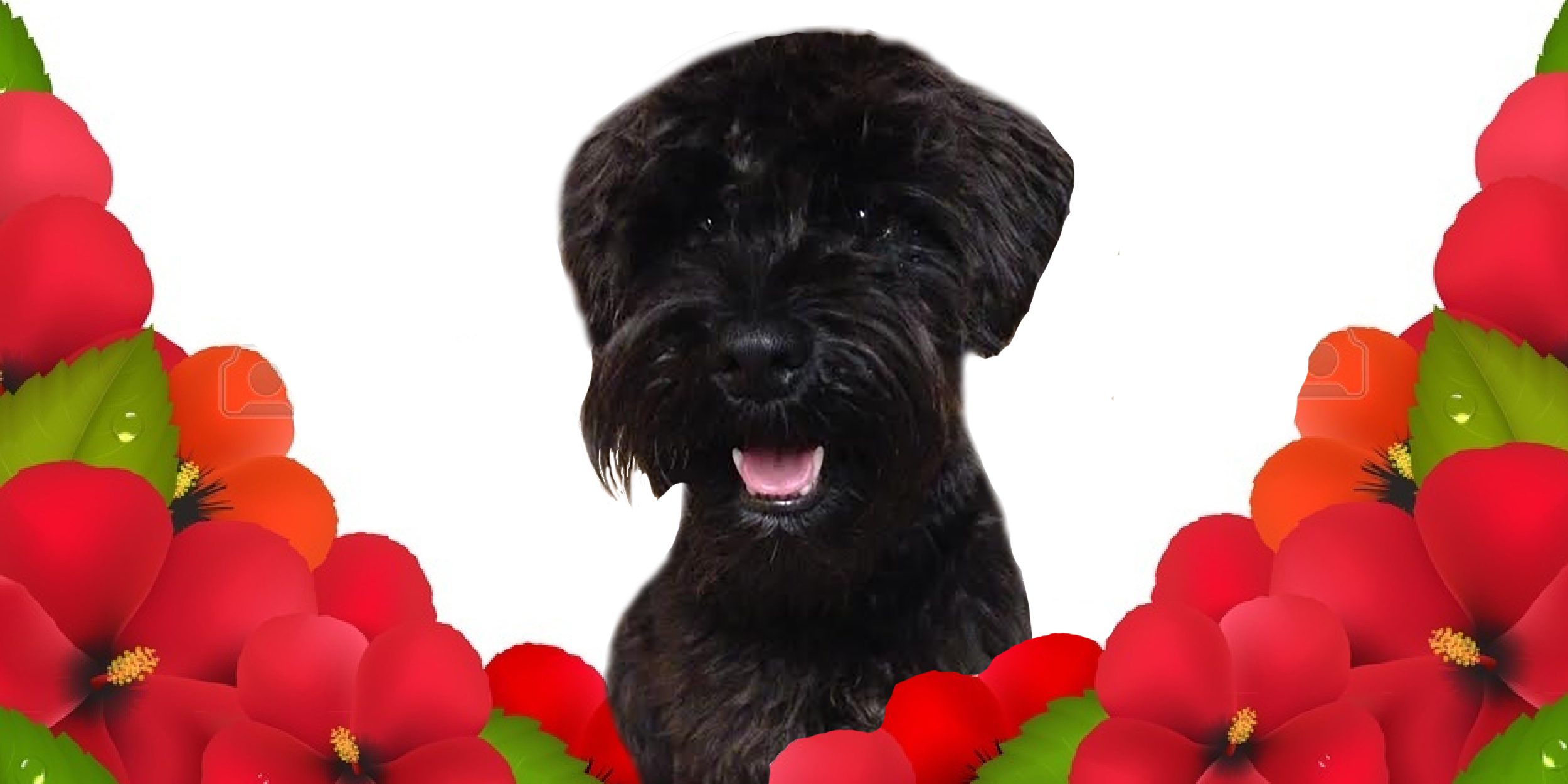 Happy dog with vibrant flower frame