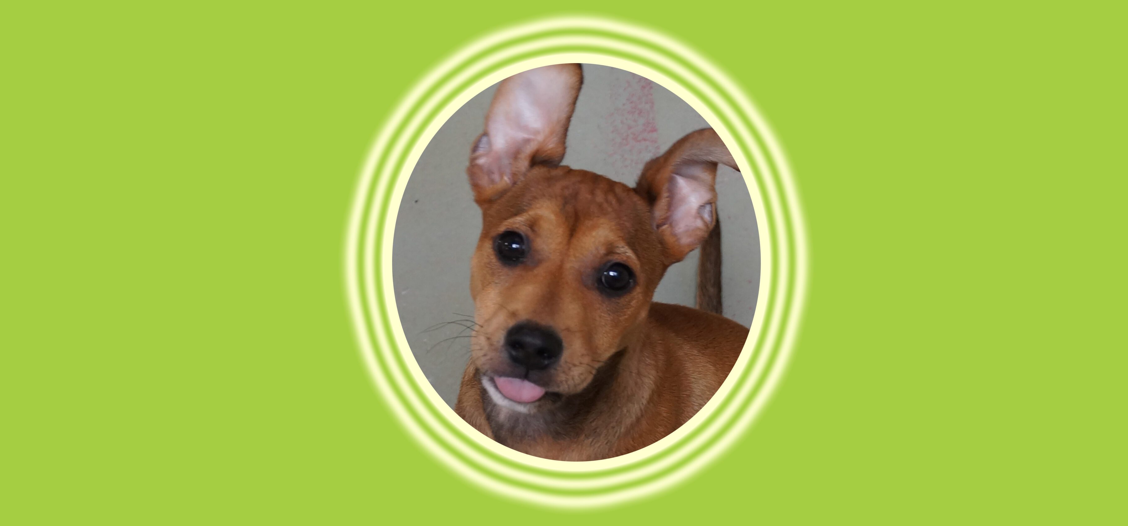Playful dog sticking tongue out