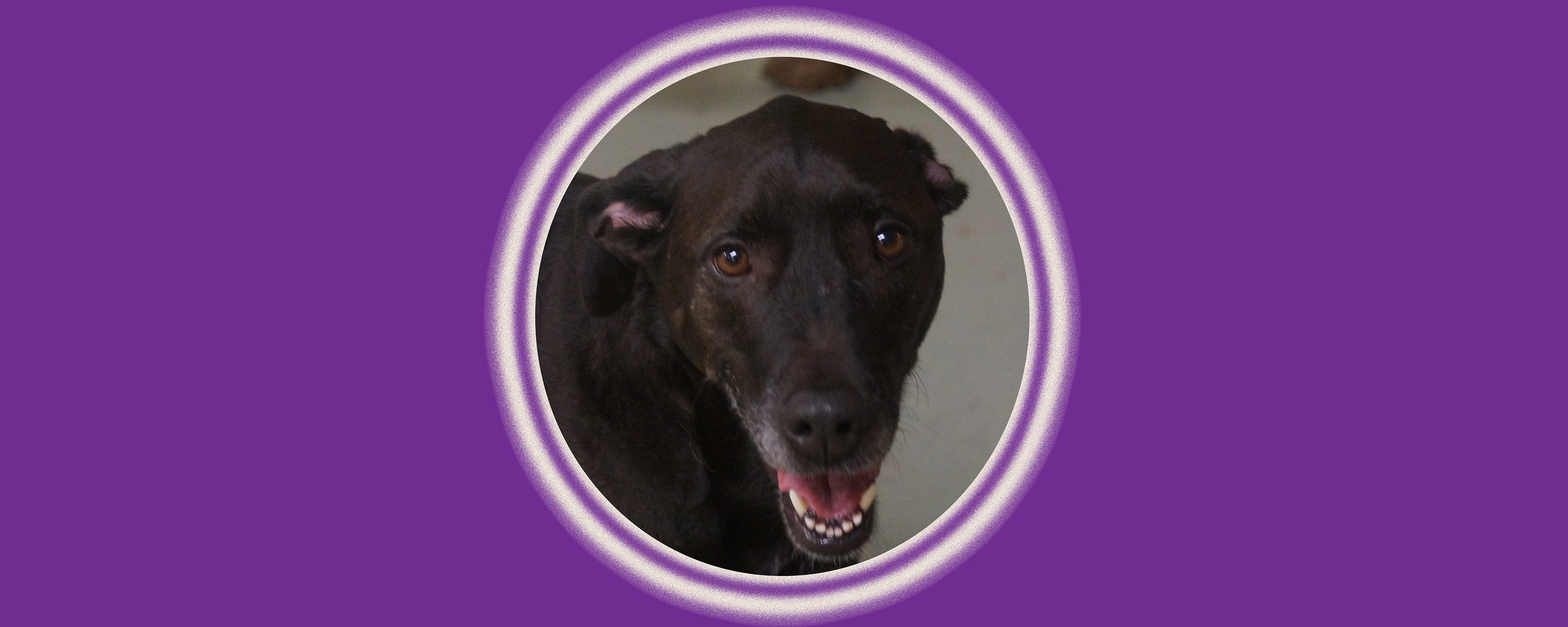 Happy black dog portrait on purple