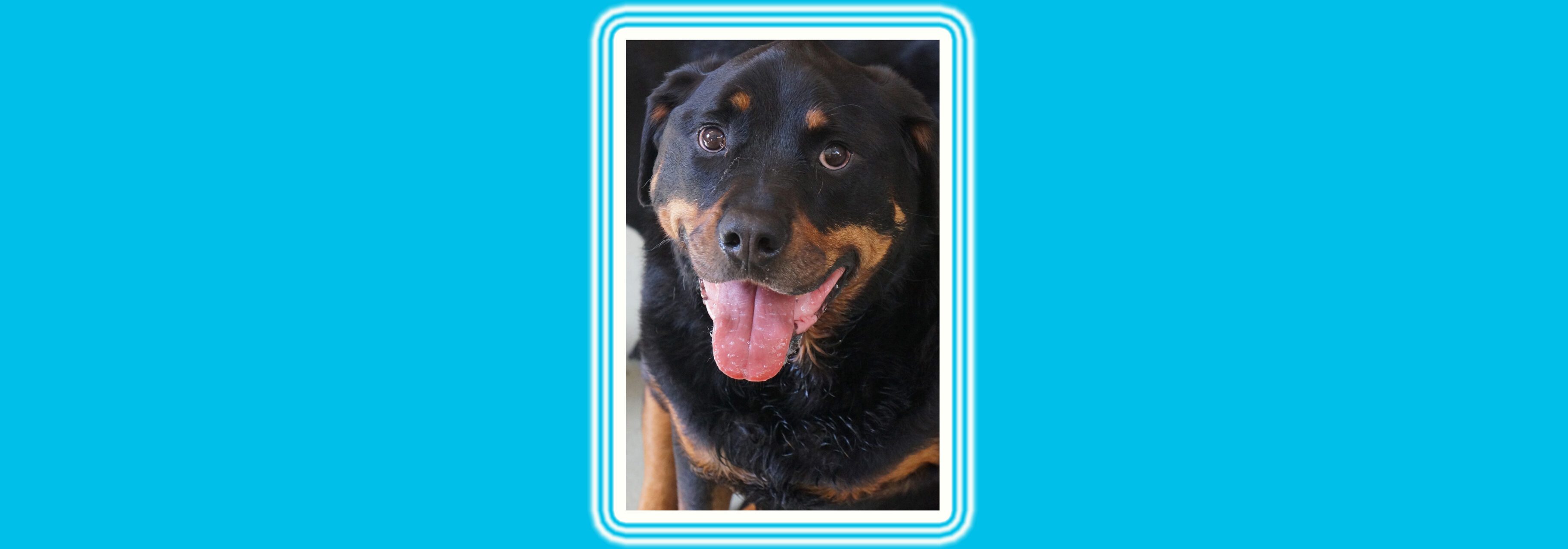 Happy Rottweiler close-up