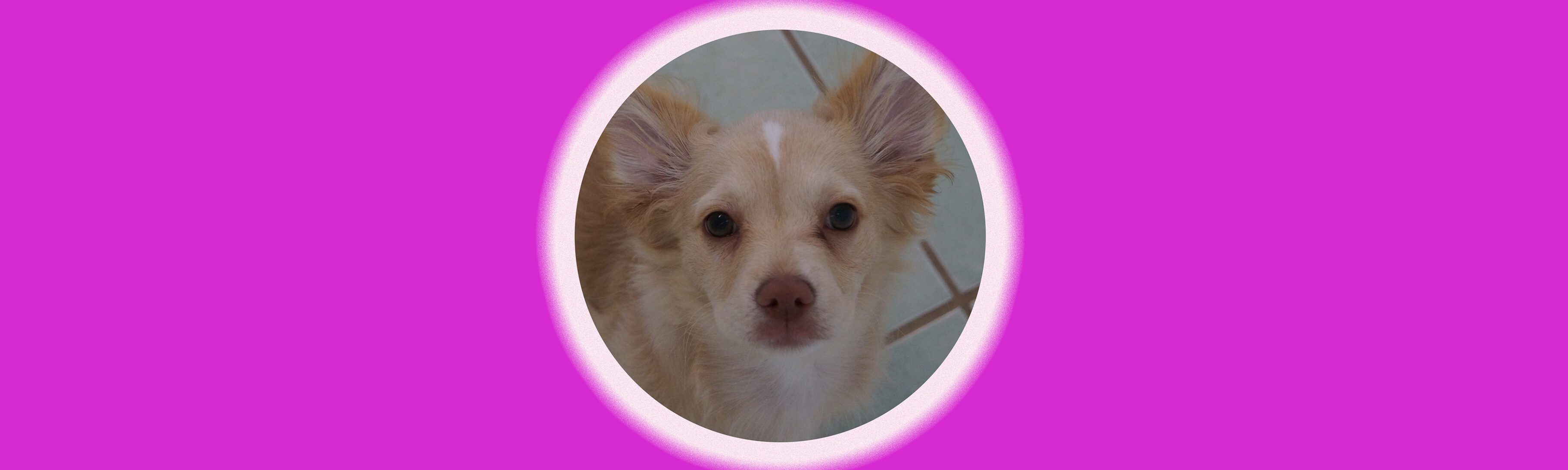 Cute dog with pink background