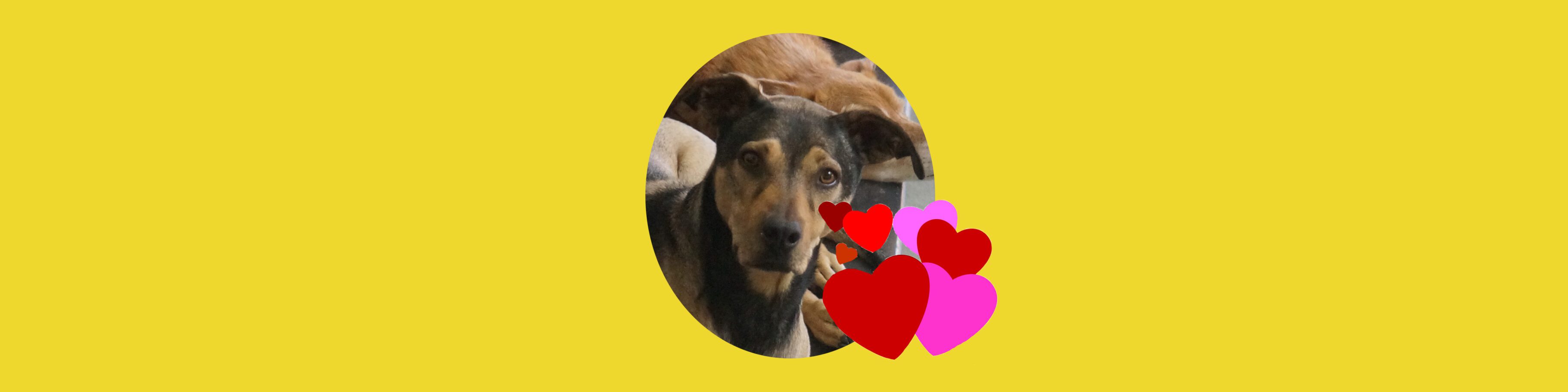 Dog surrounded by hearts on yellow background