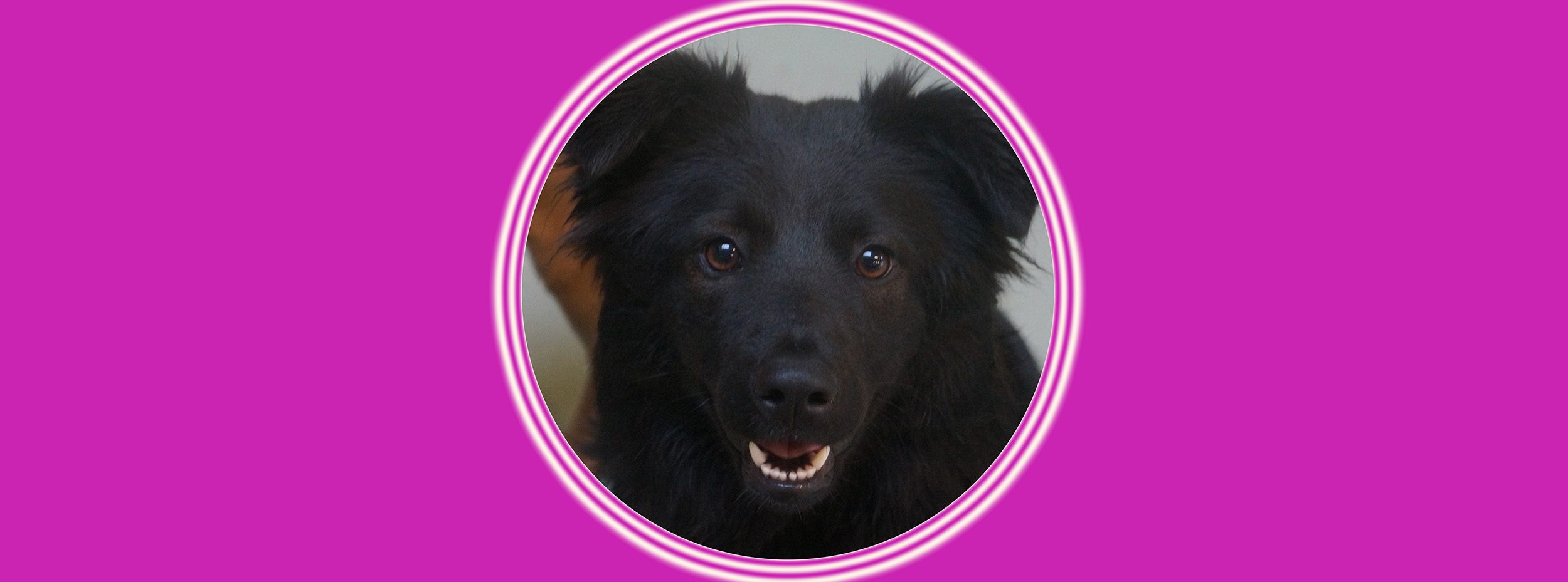 Cute black dog in circular frame
