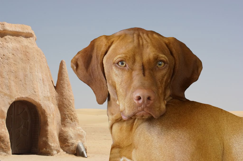 Brown dog beside sand structure