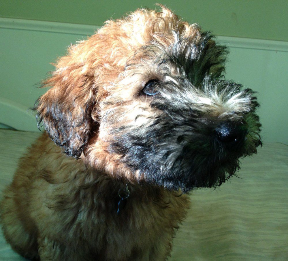ozzie1-e1366727629613