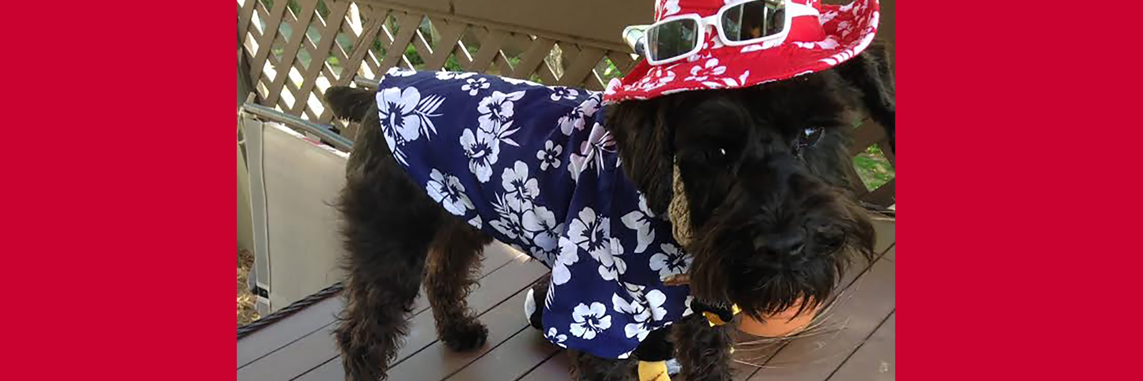 Stylish dog wearing a hat and shirt