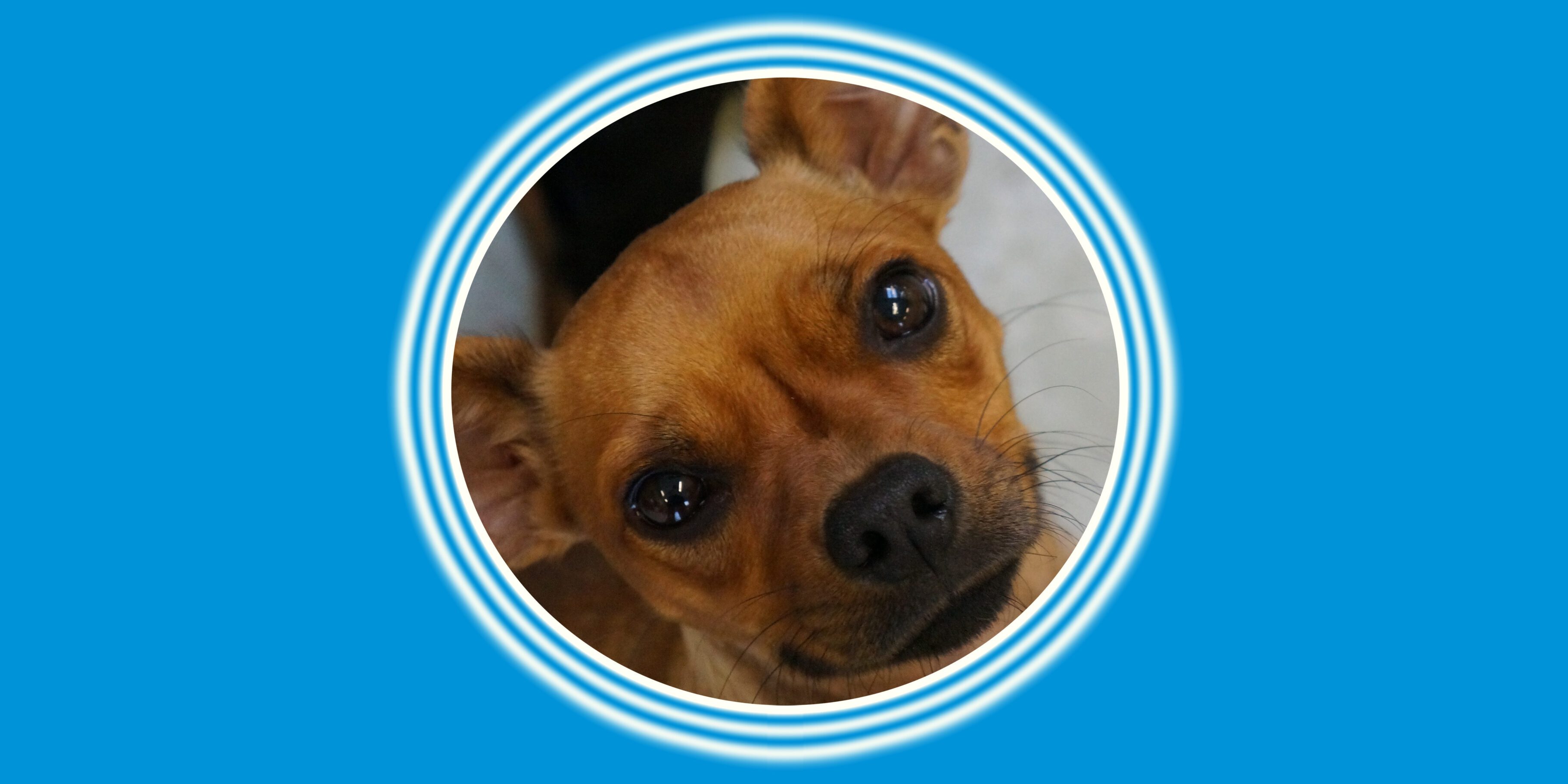 Adorable puppy framed in blue circle