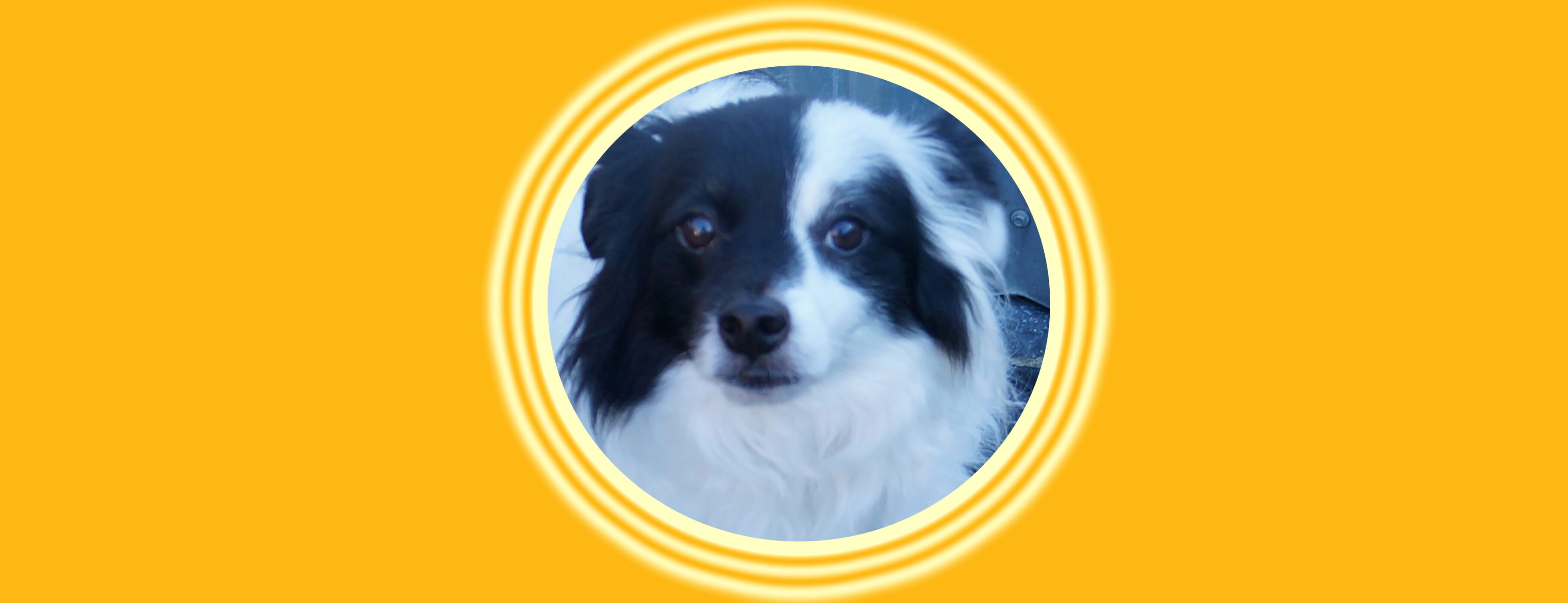 Black and white dog in circular frame