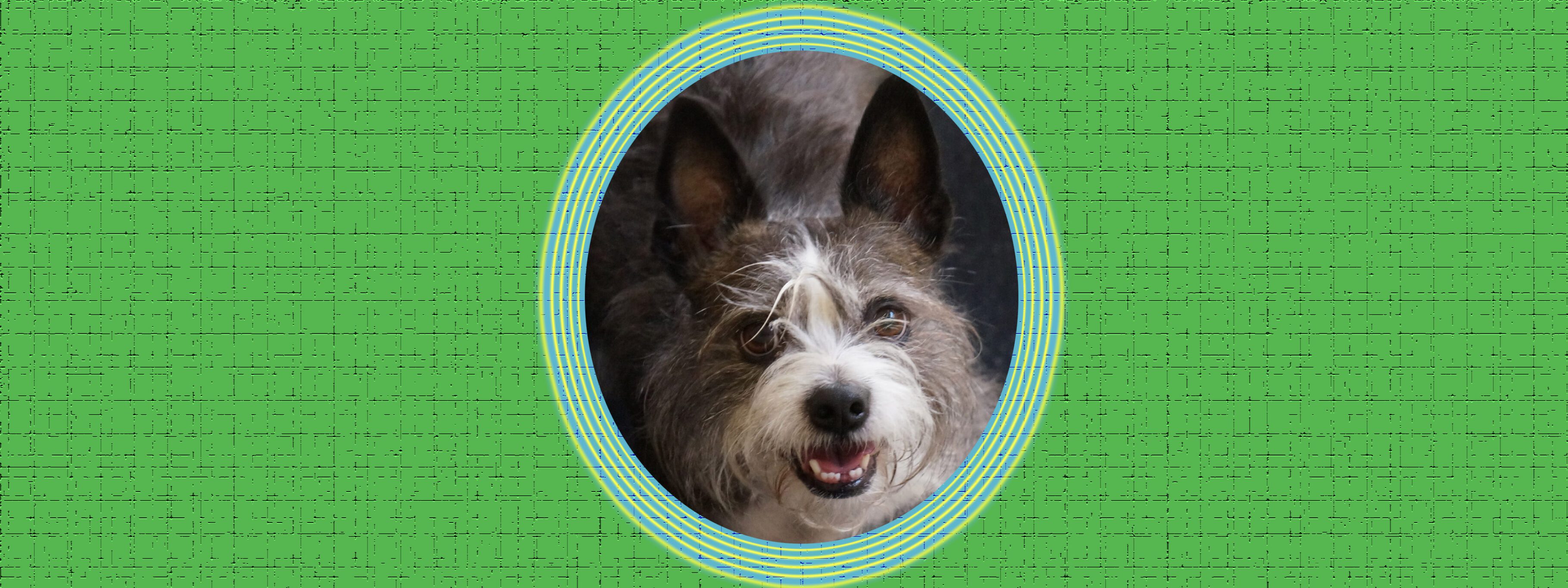 scruffy-dow