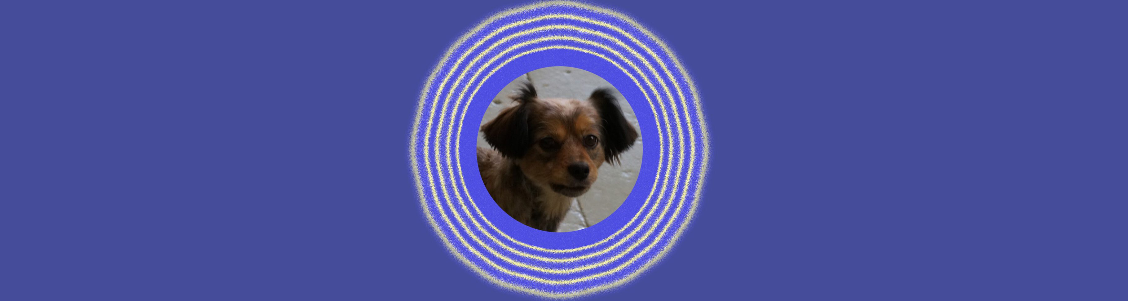 Cute dog framed by concentric circles