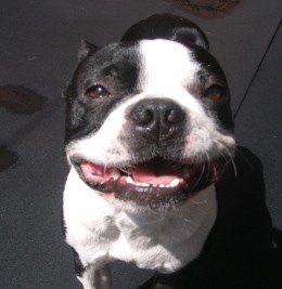 toby-e1380673122668