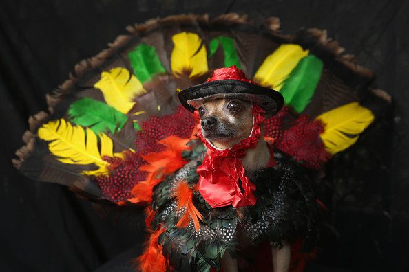 Pet wearing vibrant feathered outfit