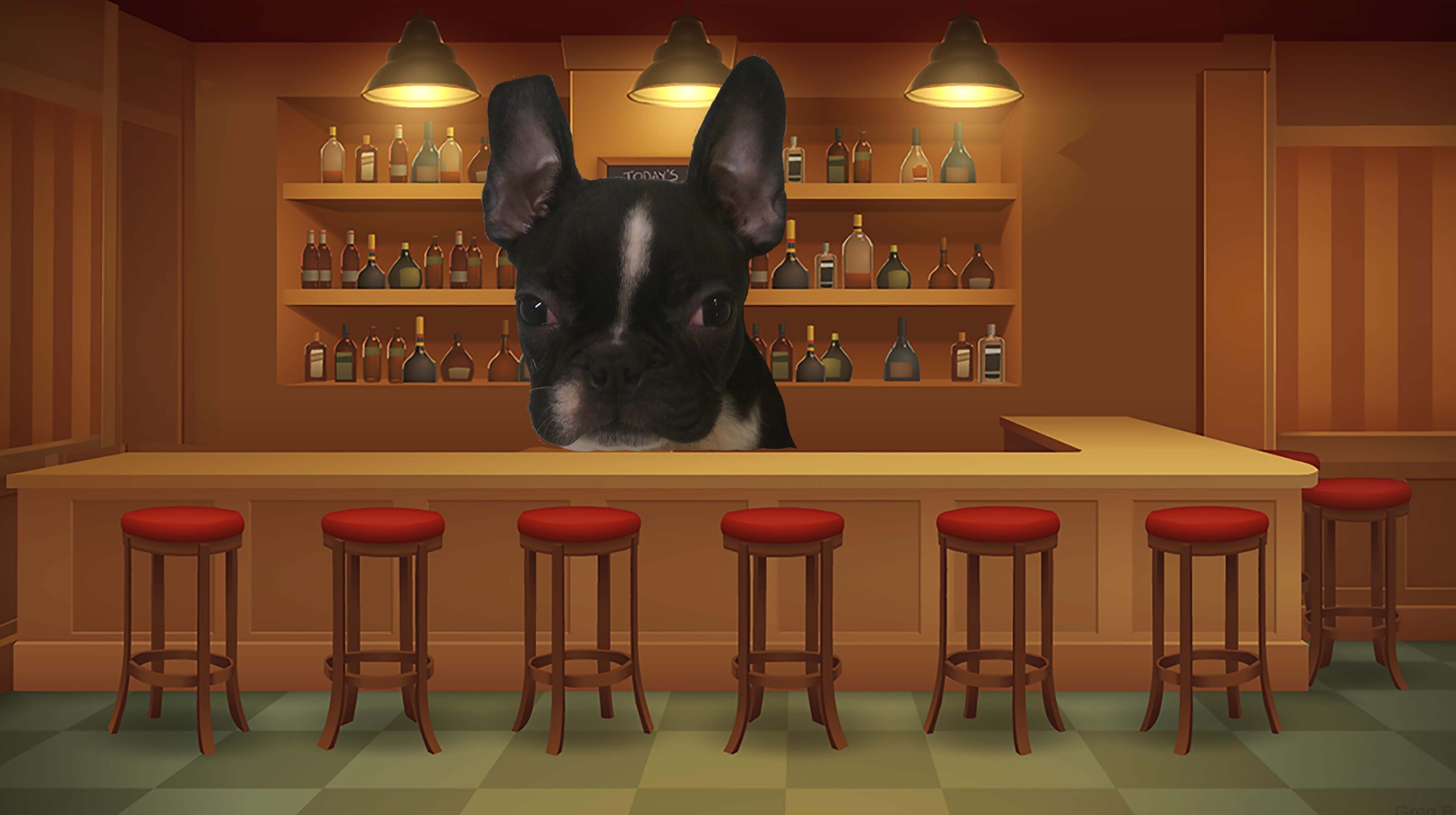 French bulldog in a bar setting