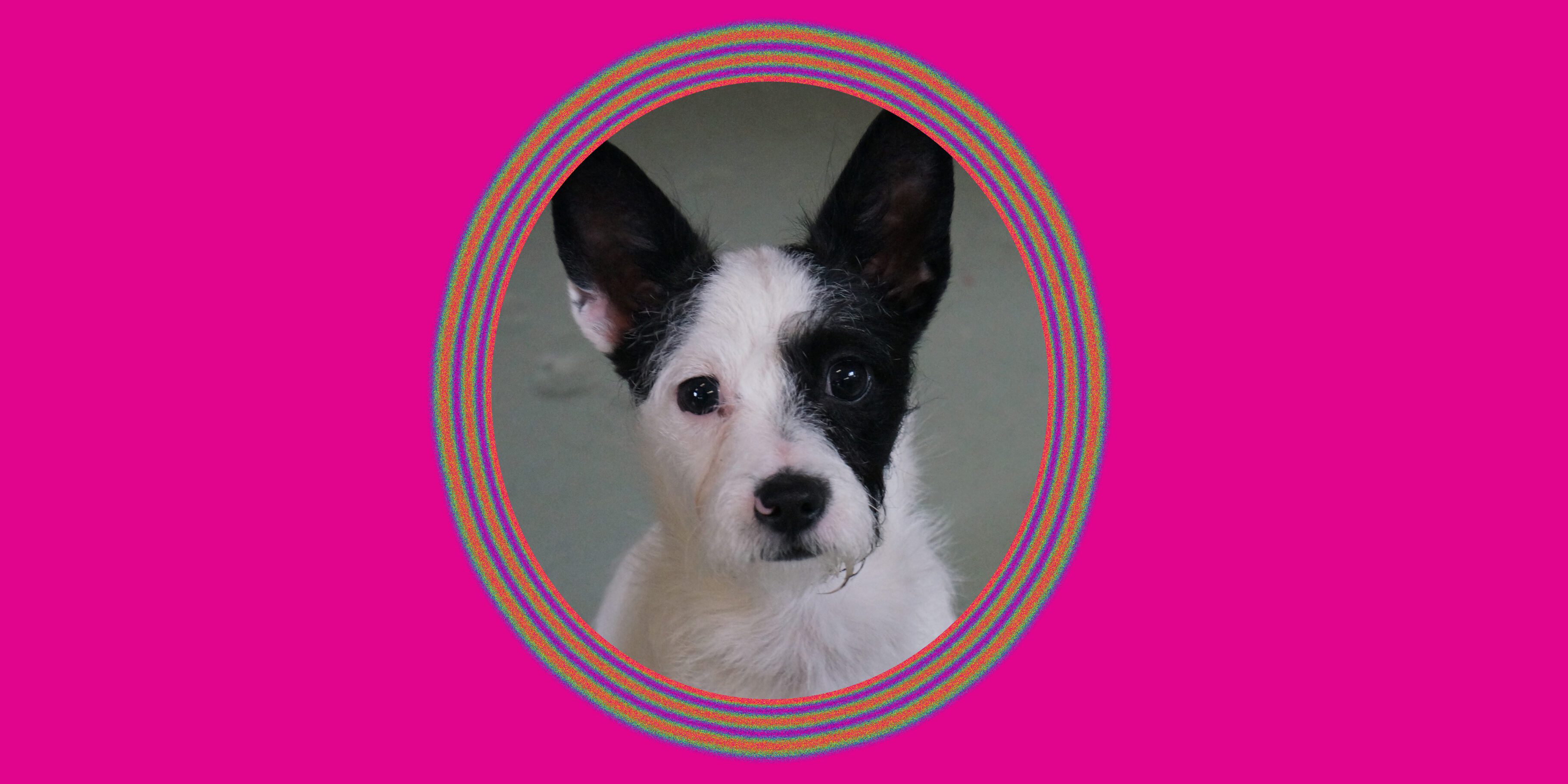Cute dog with black and white face
